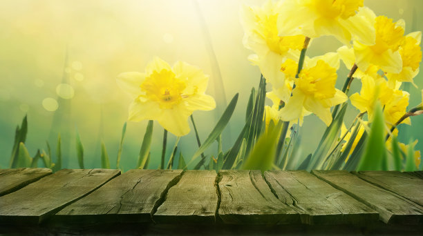 春天水仙背景图片下载