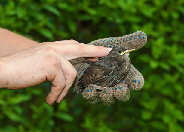 鸟在手图片下载