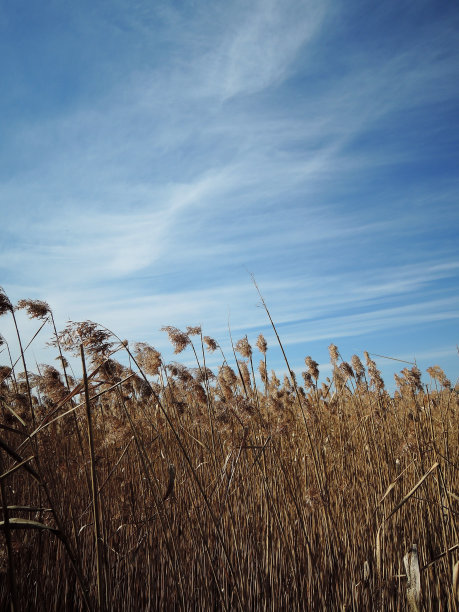 芦苇在云下随风摇动图片下载