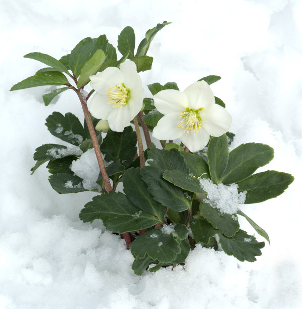 圣诞节,玫瑰;Helleborus;尼日尔图片下载