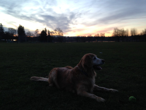 金色的夕阳舞会图片下载