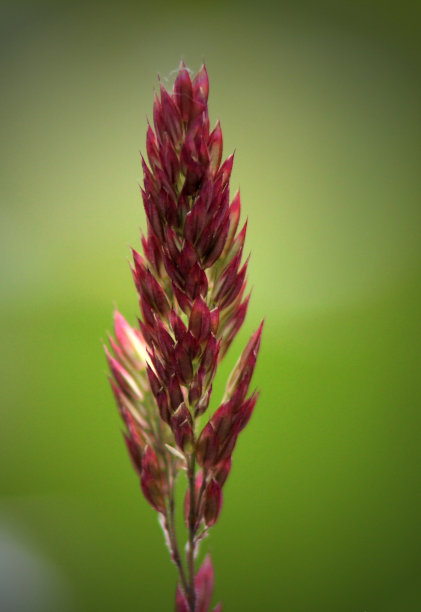 红色的草叶图片下载