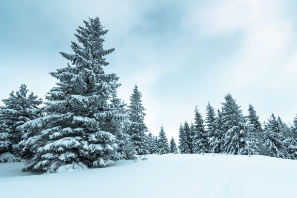 云杉森林覆盖雪在冬季景观图片下载