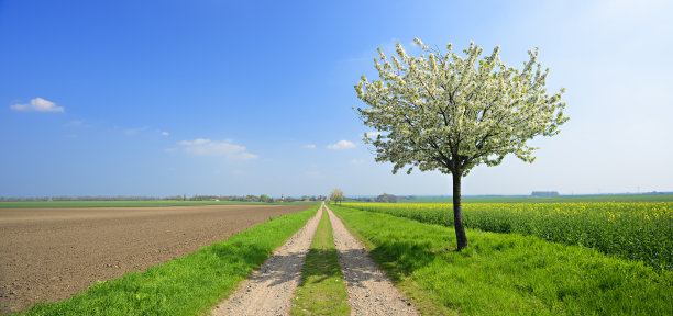 在春天的风景中，樱花树盛开在绿色的田野上图片下载