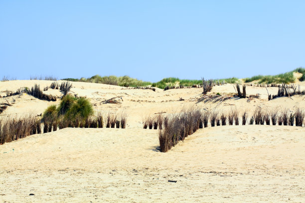 比利时海岸的沙丘图片下载
