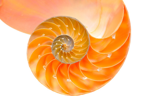 鹦鹉螺节图片下载