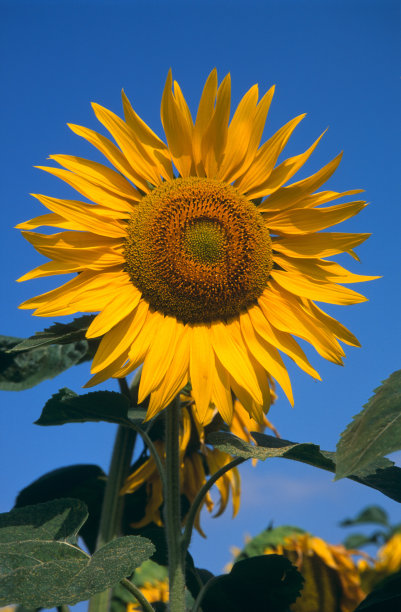 向日葵盛开图片下载