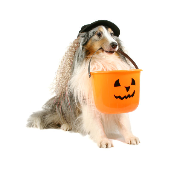 狗和南瓜桶。图片下载