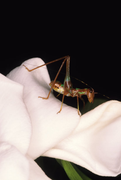 捕食螳螂图片下载