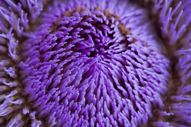 洋蓟花图片下载