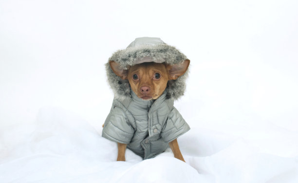 穿着外套的吉娃娃图片下载