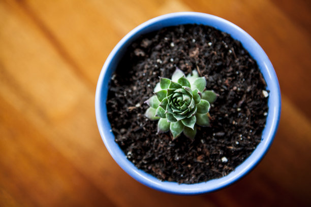 肉质植物图片下载
