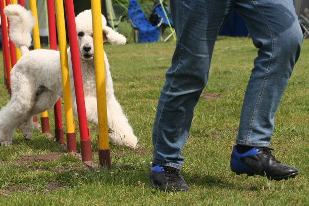 Kingpoodle确实敏捷性图片下载
