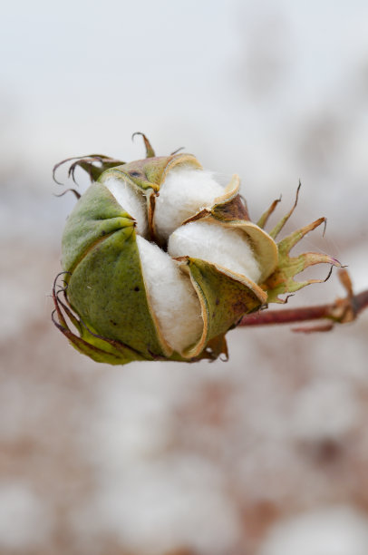 棉花图片下载