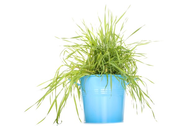 颜色的花瓶图片下载