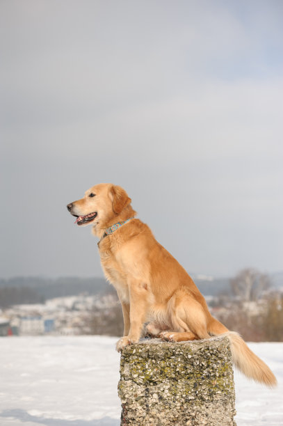 摆姿势的狗图片下载