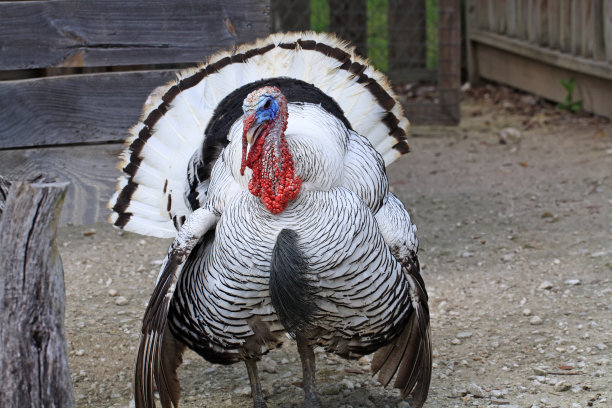 英俊的土耳其图片下载