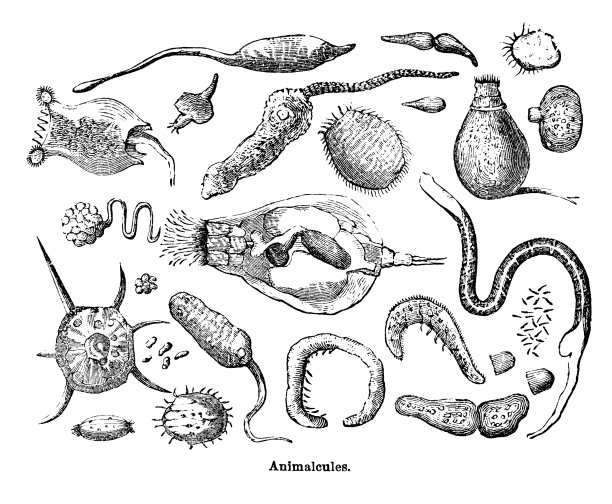 微生物或原生生物雕刻图片下载