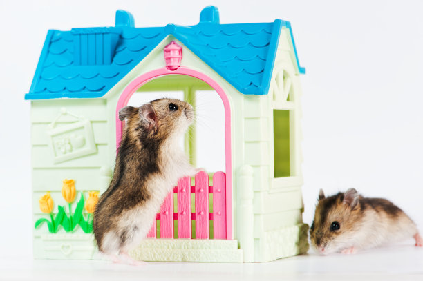 仓鼠在房子里图片下载