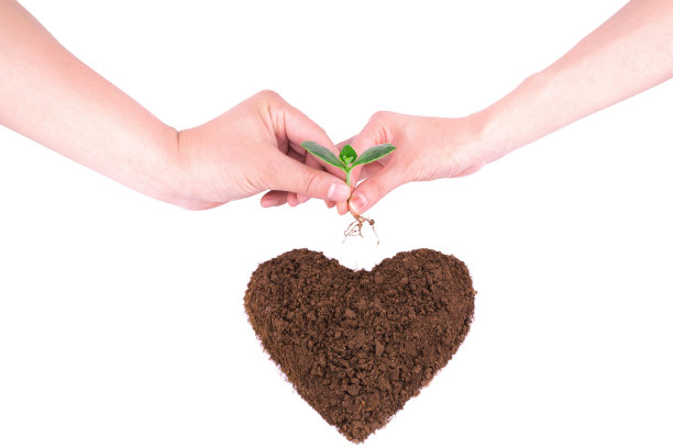 爱情:在白茫茫的背景上，在夫妻的手中播种新的生活图片下载