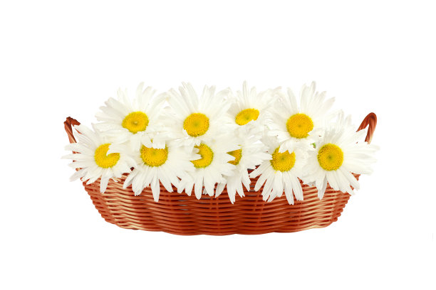 雏菊在篮子里图片下载