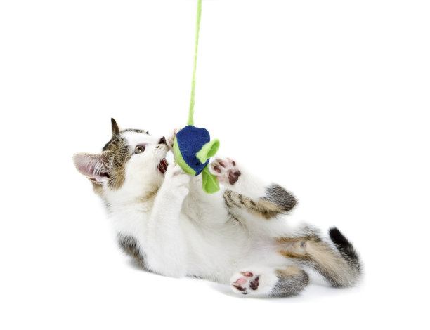 小虎斑猫和白色小猫玩耍图片下载