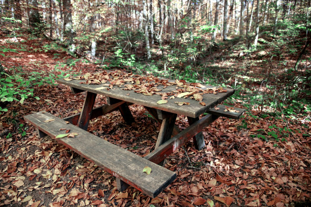 森林中的长椅图片下载