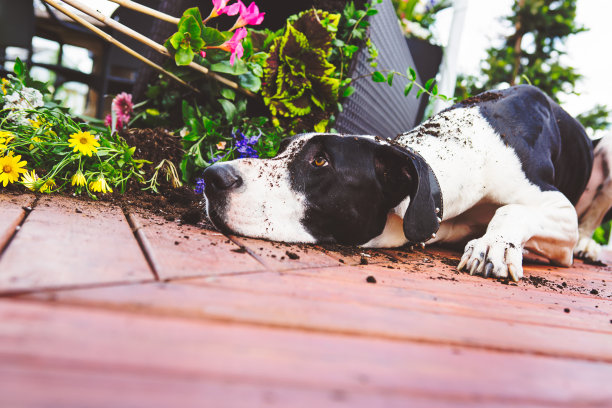 大丹犬打翻了花盆图片下载
