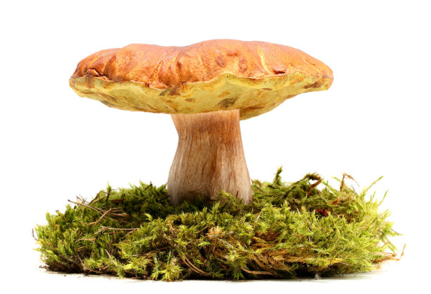 森林蘑菇图片下载