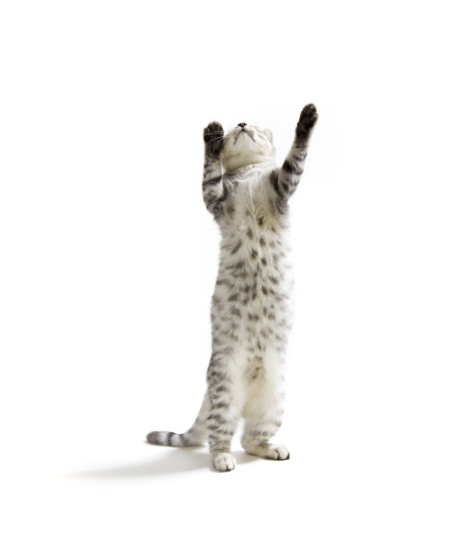 猫用后腿站立图片下载