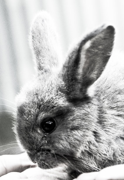 小兔子坐在女孩的手里图片下载