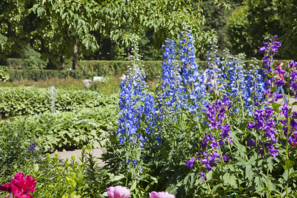 花园里的翠雀花图片下载