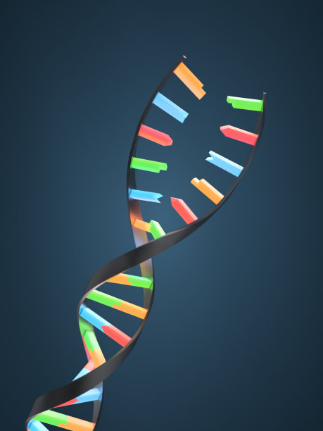 DNA重组或拆分XL+图片下载
