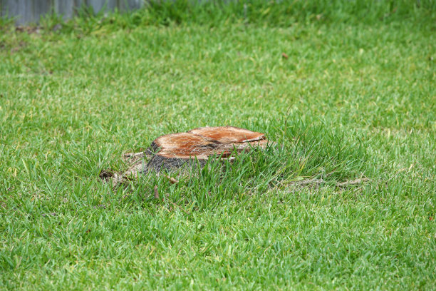 树桩图片下载