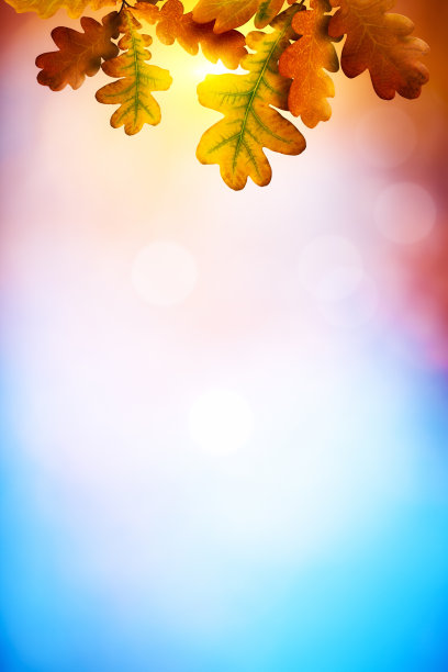 秋天的落叶图片下载