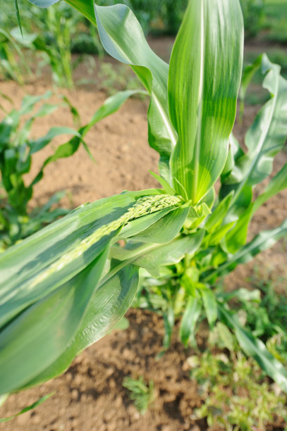 玉米杆图片下载