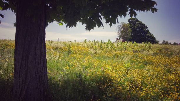 纽约萨拉托加历史公园山上的树荫野餐树图片下载