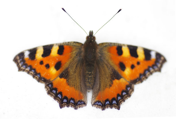 在白色的蝴蝶图片下载