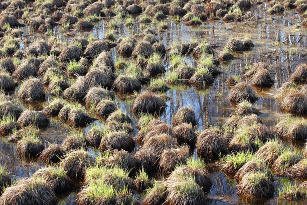 沼泽图片下载