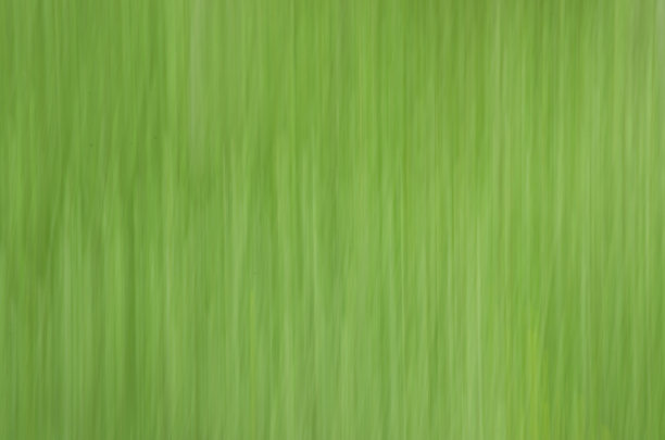 模糊的绿色森林抽象背景图片下载