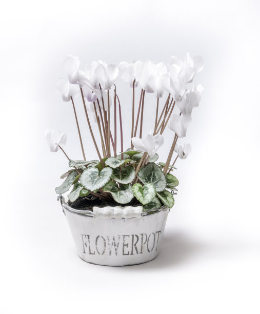 盆栽仙客来图片下载