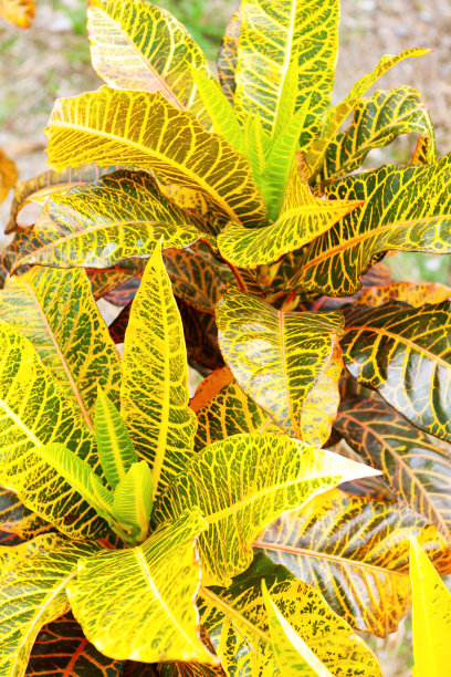 俯视图的热带灌木图片下载