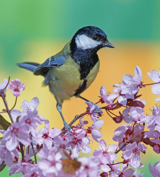 紫叶梅上的大山雀图片下载