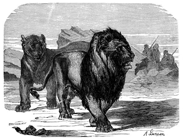 撒哈拉狮子的古董插图图片下载