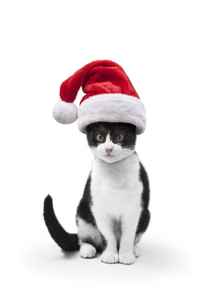 圣诞节的猫图片下载