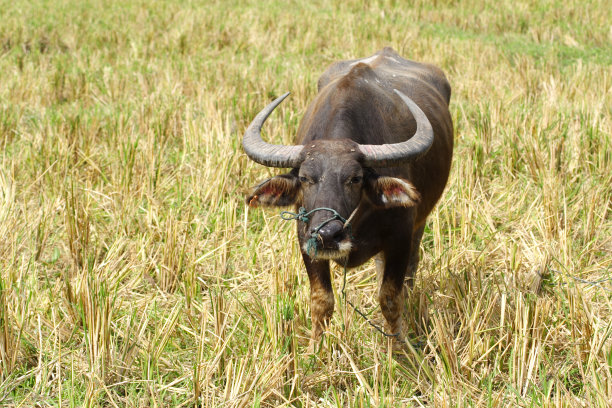 沼泽水牛3图片下载