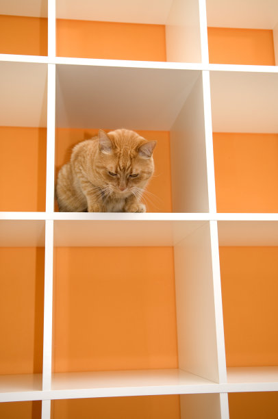 猫的新家，书架，橙色墙图片下载