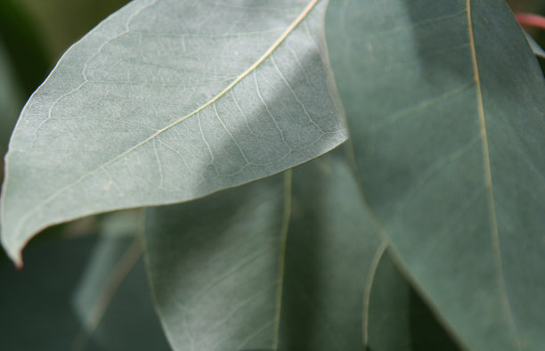 银色的桉树叶图片下载