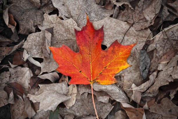 哦,加拿大图片下载