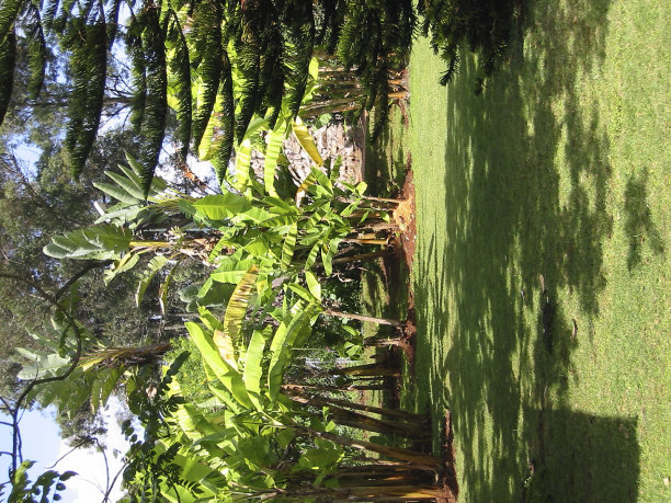 后院丛林图片下载